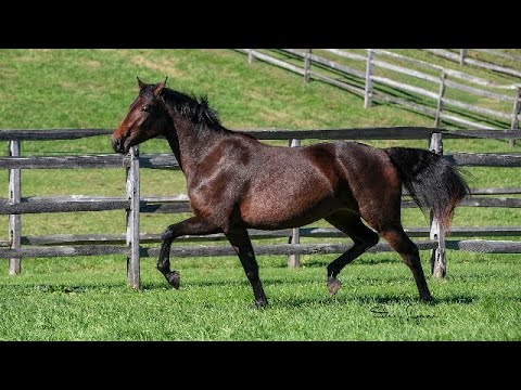 Pashmina ISF, by Sir Sinclair  - ISF Developing Dressage Horse - October 2022