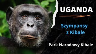 2️⃣ UGANDA 🇺🇬 - Szympansy z Kibale