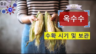 [농사정보(7월 중순)] 옥수수_수확 시기 및 수확 후 보관요령