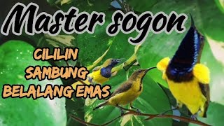 Download lagu MASTERAN SOGON ISIAN CILILIN SAMBUNG BELALANG EMAS#sogon #sogongacor #sogonisian #sogonjuara mp3