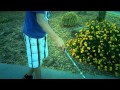 Gopher Snakes We Caught