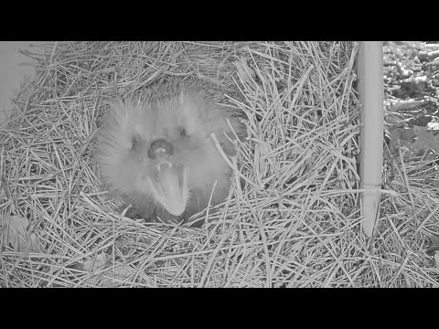 Highlights Today (Itchy, squirrel, pheasants, nestboxes...) Recke, Germany - Apr. 11, 2021