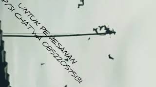 Download lagu Suara Panggil walet Terbaik Se indo mp3