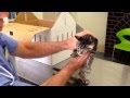 How To Tell Male And Female Kittens Apart