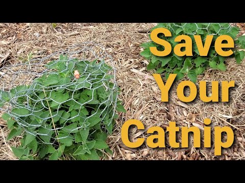 HOW TO SAVE YOUR CATNIP FROM YOUR CATS