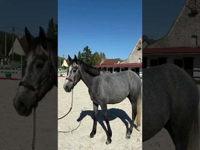 Magnifique Connemara sport ou loisir 