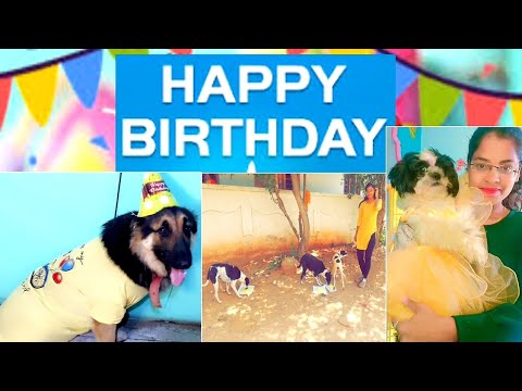🥳Sony& apple birthday celebration 🎂 ala celebrate chesamo chuseyandhi #doglover#celebration