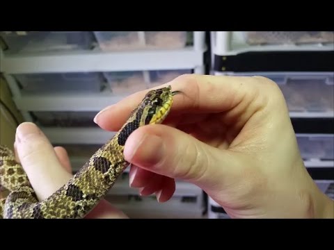 An Intro to Hognose Snakes! (Plus Easterns vs Westerns)