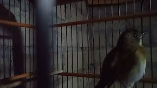 Download lagu SRDC kintamani panggilan fariasi mp3 Download lagu SRDC kintamani panggilan fariasi mp3