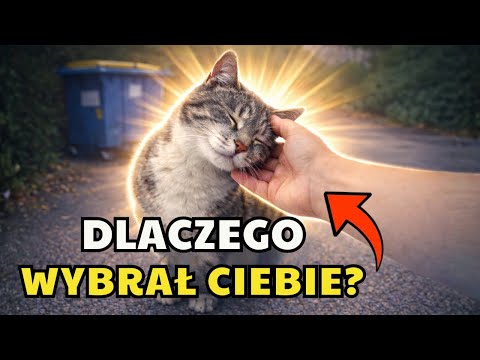 Dlaczego OBCE KOTY podchodzą do CIEBIE? – To NIE jest przypadek