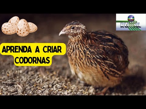 , title : 'Globo Rural Como começar uma criação de codornas para produção de carne e ovos #codornas'