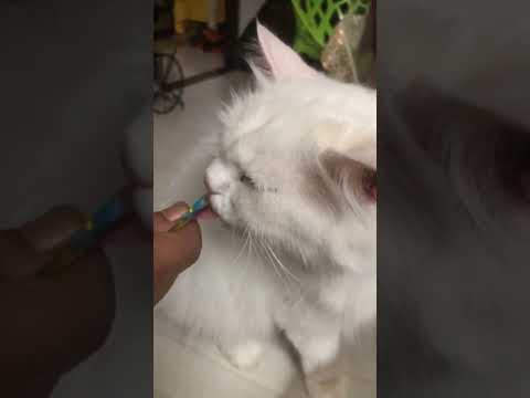 moiza eating her favourite snack #cats #moiza #cute