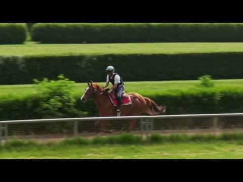 Krefelder Rennbahn an einem Sonntag Morgen 2016