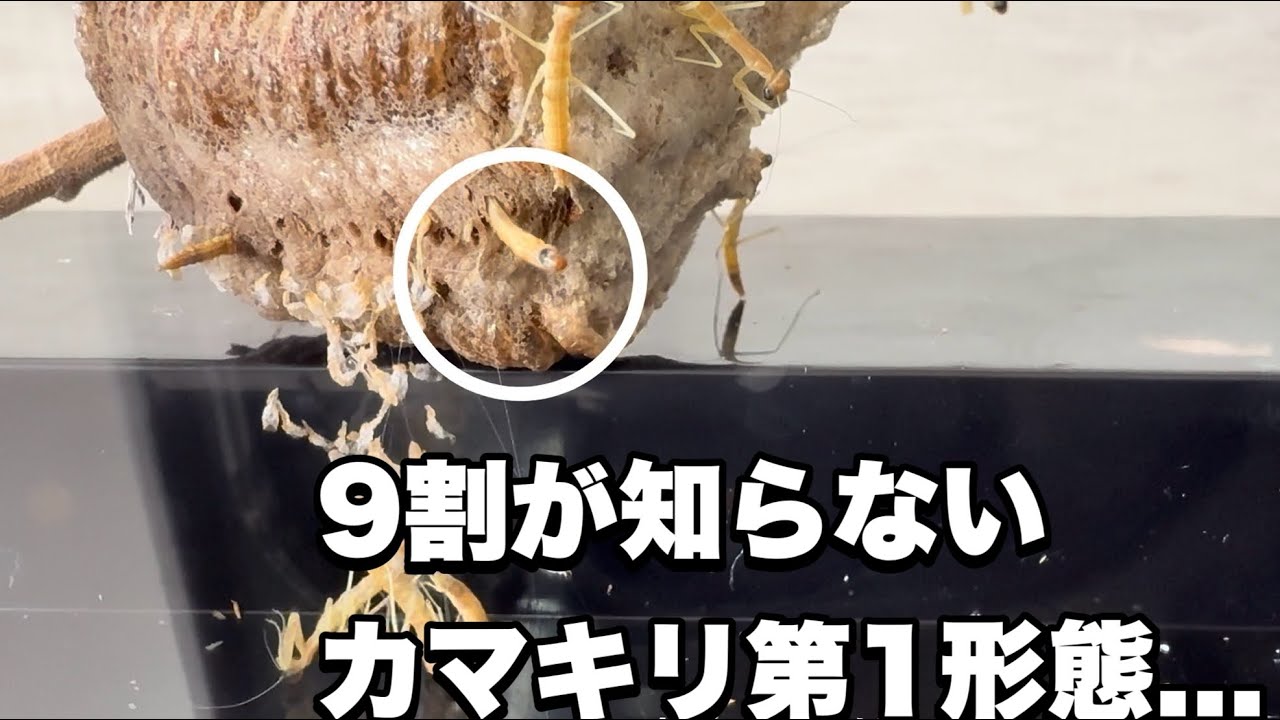 #0 可愛すぎるカマキリの第1形態、なぜならわずか20分で...