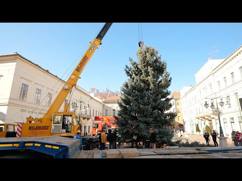 Szeged365 videóriport: így állították fel Szeged karácsonyfáját a Klauzál téren