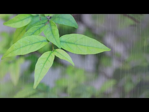 10 ore di pioggia bellissima e rilassante per dormire - Pioggia Senza Tuoni per Dormire, ASMR