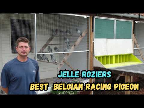 Jelle Roziers – Belgischer Spezialist für Jungtaubenrennen | P&J Roziers Berlaar