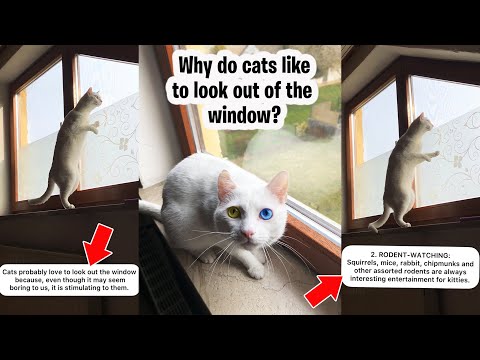 Why Do Cats Like To Look Out Of The Window? #Shorts