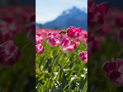 Tulipanes en Trevelin Chubut Argentina