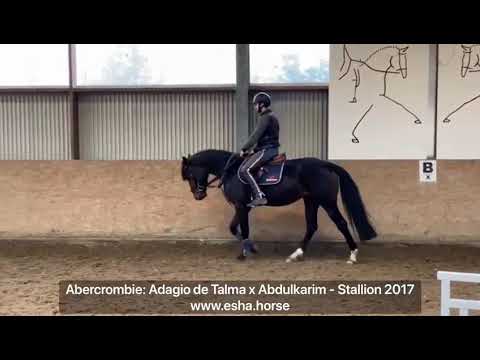 Abercrombie: Adagio de Talma x Abdulkarim
