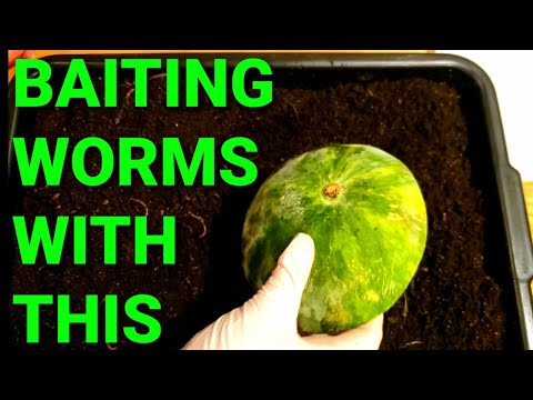 The Start Of Seperating Worms From Worm Castings Using Watermelon | Baiting Worms | Vermicomposting