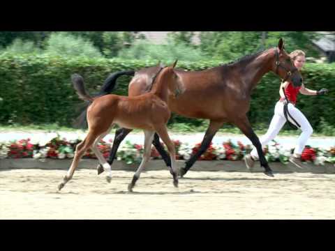 18 Chantilly Stute v. Comme il faut - Pilot