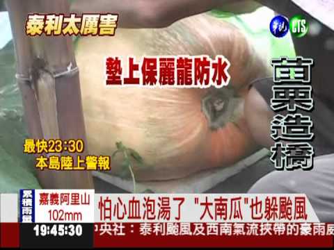 怕心血泡湯了 "大南瓜"忙躲颱風
