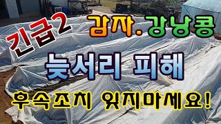 [텃밭농부.970]  긴급 2. 감자, 강낭콩 늦서리 피해 대책의 후속조치 #감자재배 #강낭콩재배
