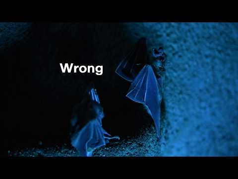 FESTIVAL ROSNIČKA 2019 - Trailer