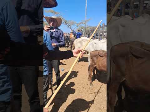 BEZERRO BOM NA FEIRA DE GADO DE TABIRA PE