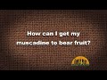 Q&A – How do I get my 4-year-old muscadine to bear fruit?