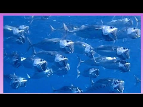 , title : '[グルクマ#1] 何故大きな口を開けて泳ぐのか? バリ島アメッドで絶対に見れるお魚 Indian mackerel'