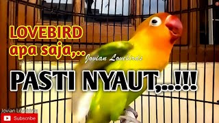 Download lagu LOVEBIRD APAPUN PASTI NYAUT,... Suara Burung Lovebird Gacor ini Bikin Emosi Labet Lain LANGSUNG NAIK mp3