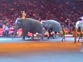Ringling Bros Circus