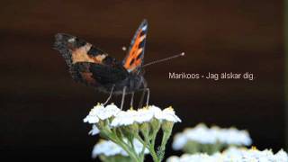 Marikoos - Jag älskar dig.wmv