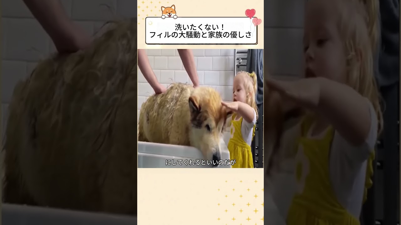 洗いたくない！フィルの大騒動と家族の優しさ #感動する話