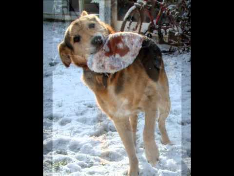 Pablo, chien croisé Berger Allemand - Labrador extraordinaire