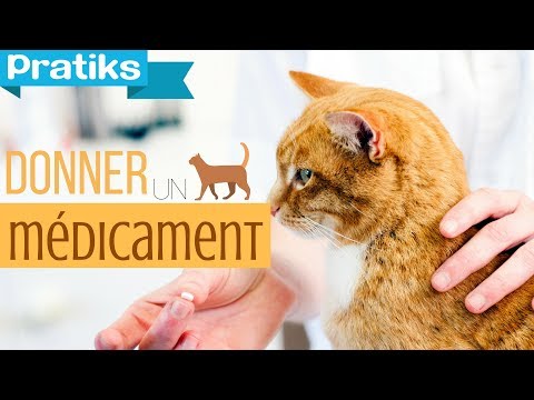 comment localiser son chat avec sa puce