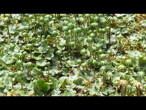 Liverwort, Leafy, Marchantiophyta Anemone hepatica, freshly harvested!