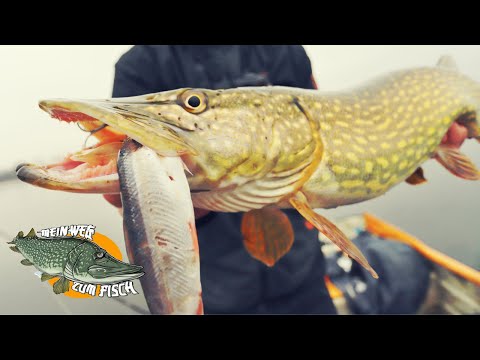 Spinnfischen mit Köderfisch - aktiv Hechtangeln mit Köderfisch am System