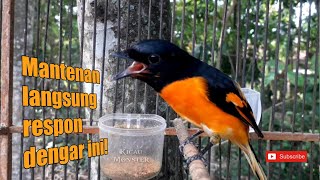 Download lagu Mantenan Oren Gacor! pancingan ampuh mantenan malas bunyi mp3