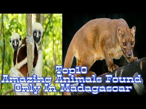 Top 10 Amazing Animals Found Only In Madagascar Video