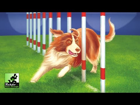 Rahdo Runs Through►►► Agility