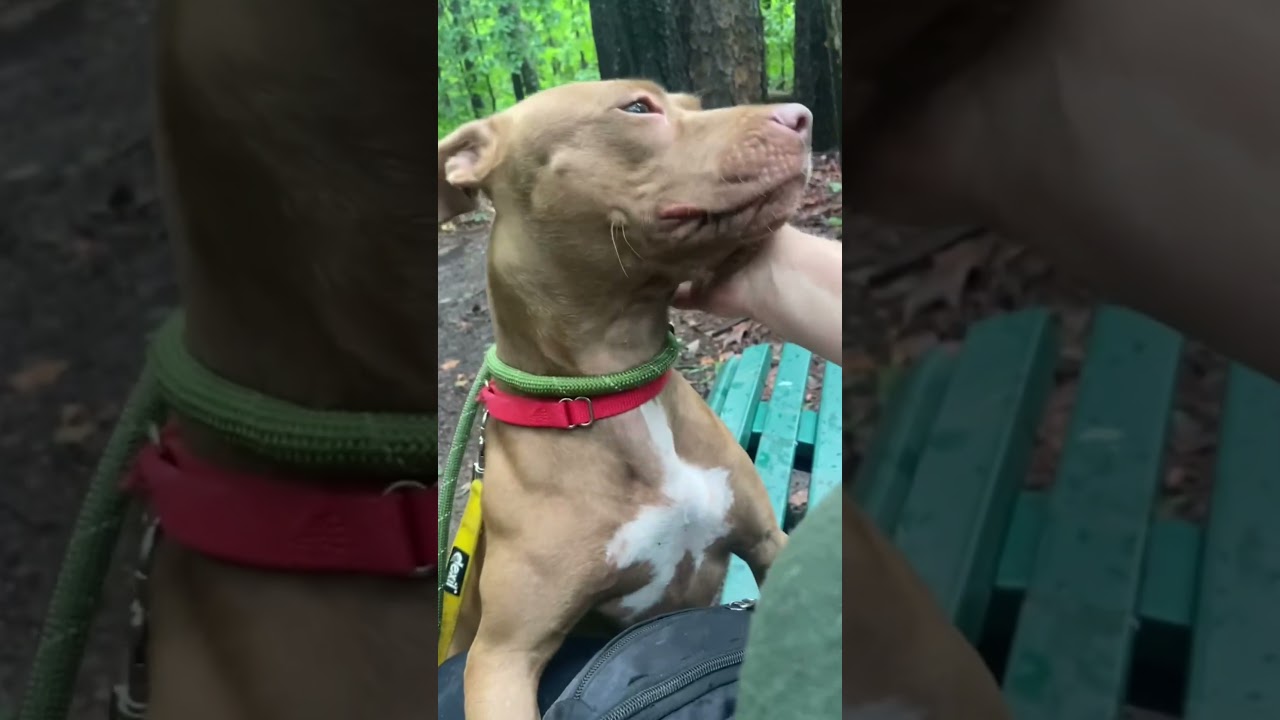 Vegas, a Adoptable Pit Bull Terrier in Greensboro, NC video 6/6