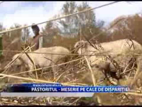 , title : 'Păstoritul - meserie pe cale de dispariție! (Columna TV)'