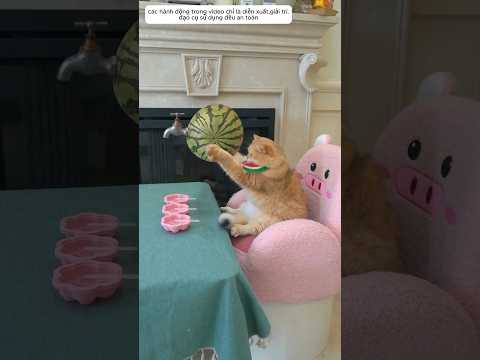 Cam cam làm sữa chua dưa hấu siêu ngon