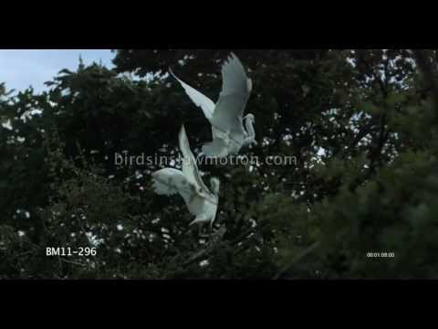 Egrets Slow Motion Fighting shot on Phantom HD Gold - 4 Shots