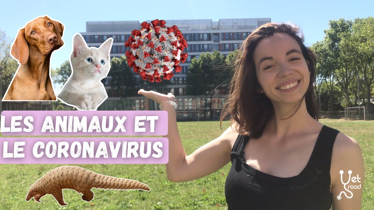 Les chiens et les chats peuvent-ils avoir le coronavirus SARS-Cov-2
