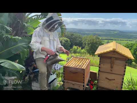 How to add your Flow Hive Super 🌻🐝