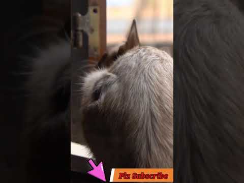 Video No.210   #Shorts #Adeel #Collection